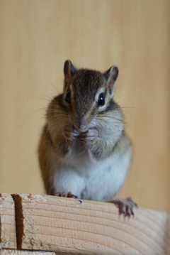 DSC08065