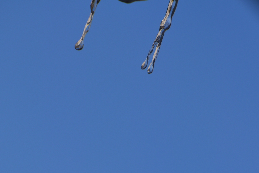 DSC_0877_1