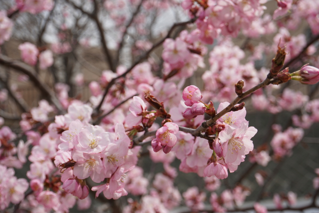 桜