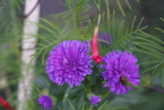 DSC06001