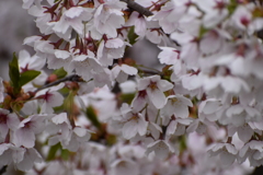 桜