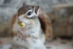 ピスタチオ ピスタチオ