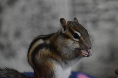 DSC_2985