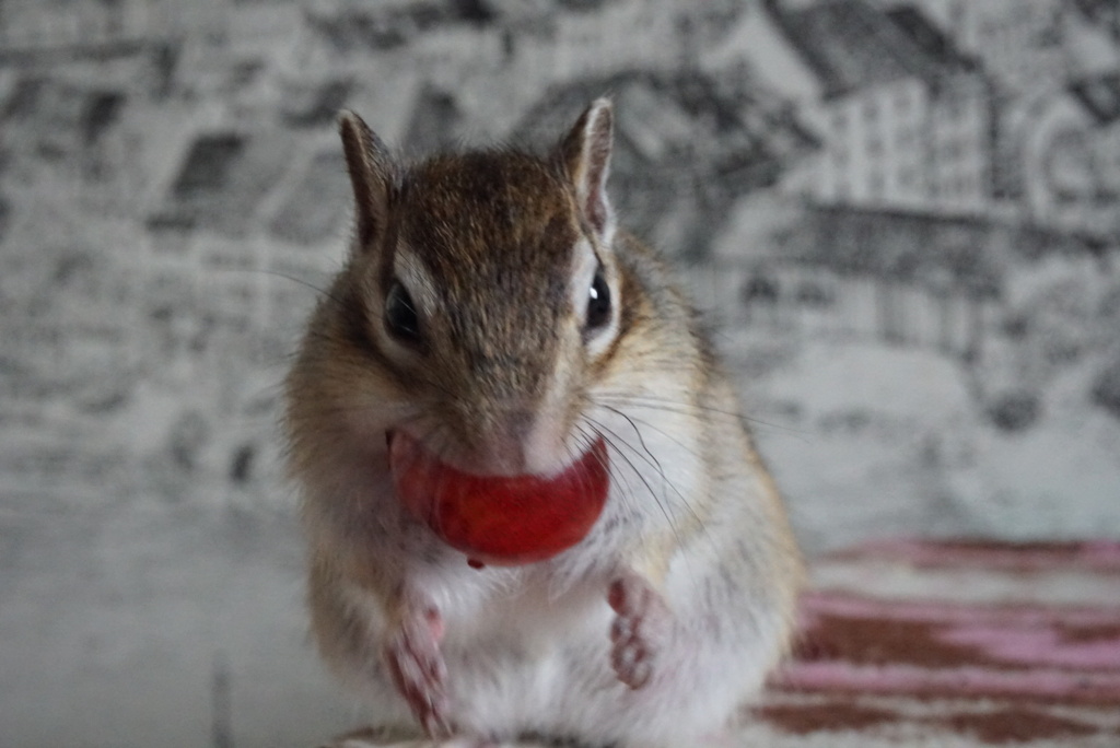 シマリス