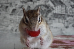 シマリス