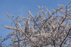DSC07808
