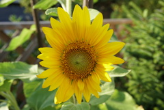 DSC00766