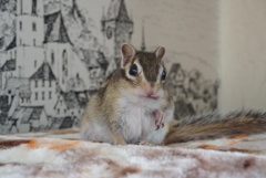 ちょっと変な口