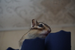DSC03534