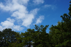 今日の青空