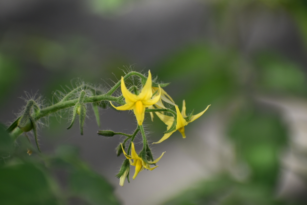 DSC_1089_1