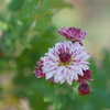 DSC08666_1
