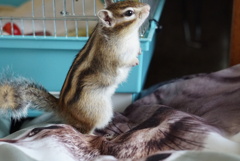 シマリス