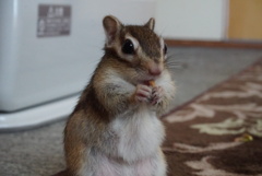 シマリス