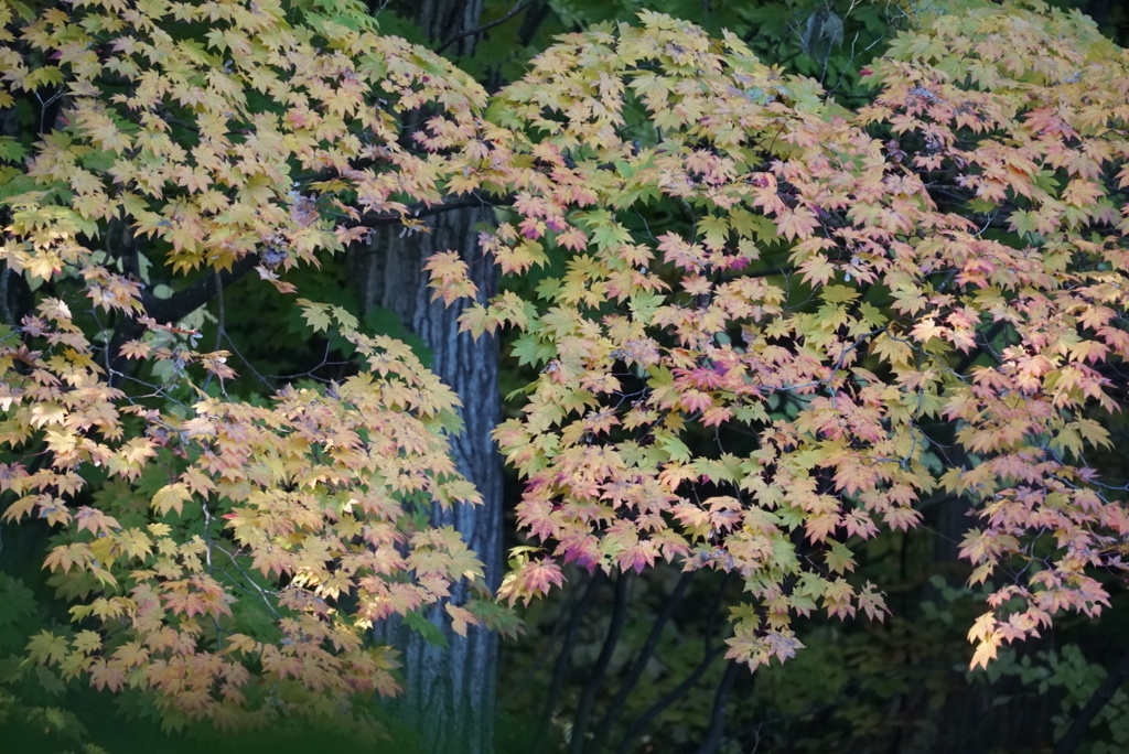 DSC00508