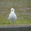 DSC02273