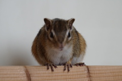 DSC00707