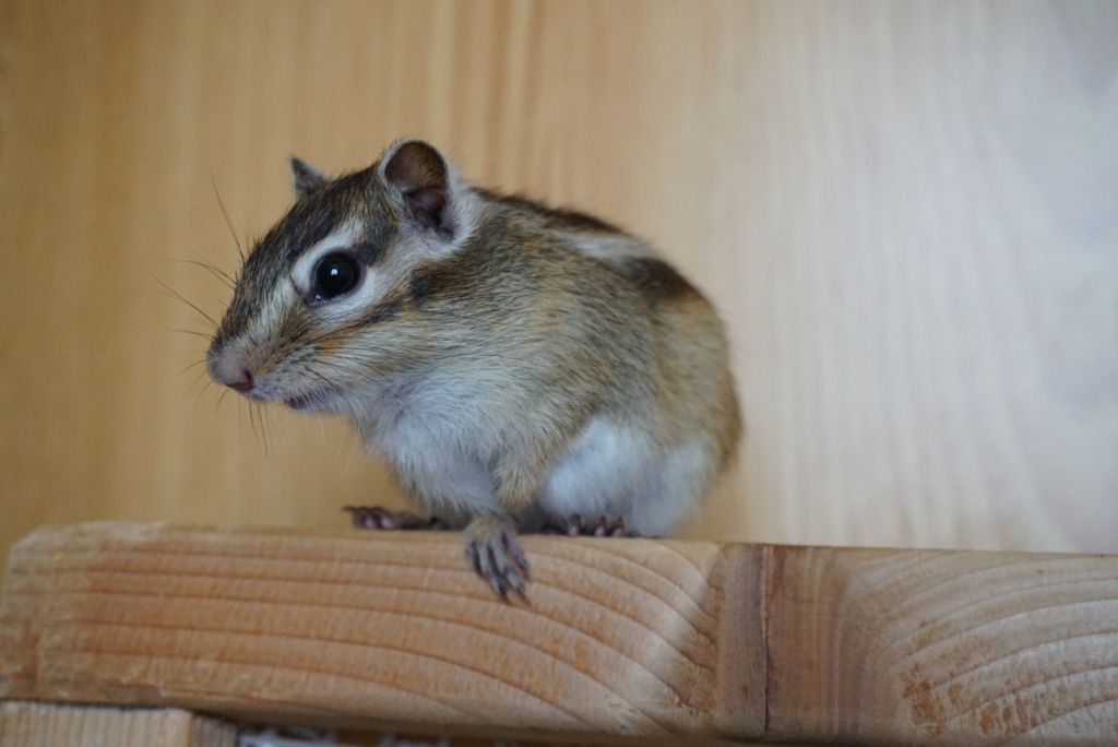 DSC07150_1