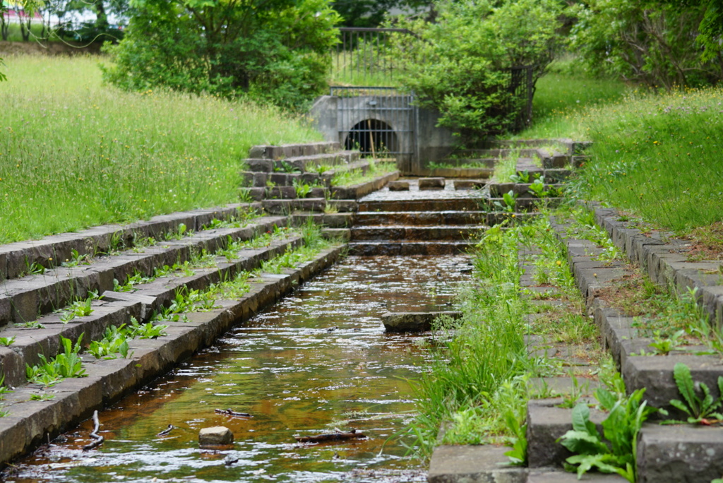緑地の小川