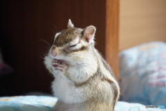 お祈りしているみたい！