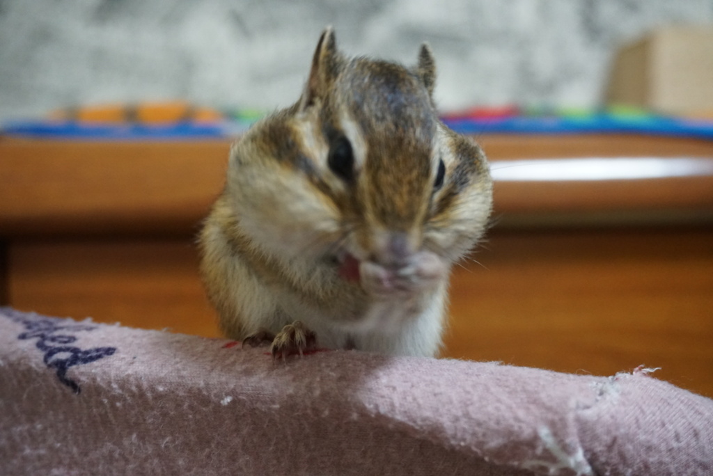DSC01131