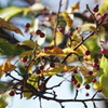 DSC08667_1