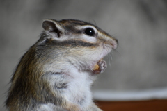 手で押さえる(^^)