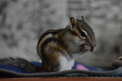 DSC_2984