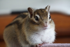 シマリス