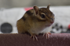 DSC_2004