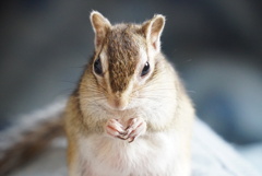 シマリス