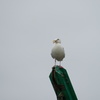 DSC02285_1