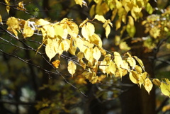 DSC00510