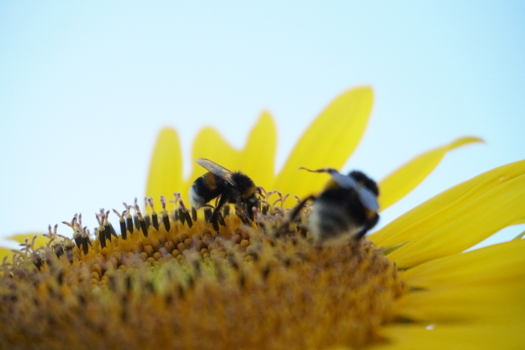 向日葵と熊蜂