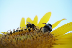 向日葵と熊蜂