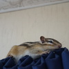 DSC03784