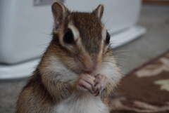 シマリス