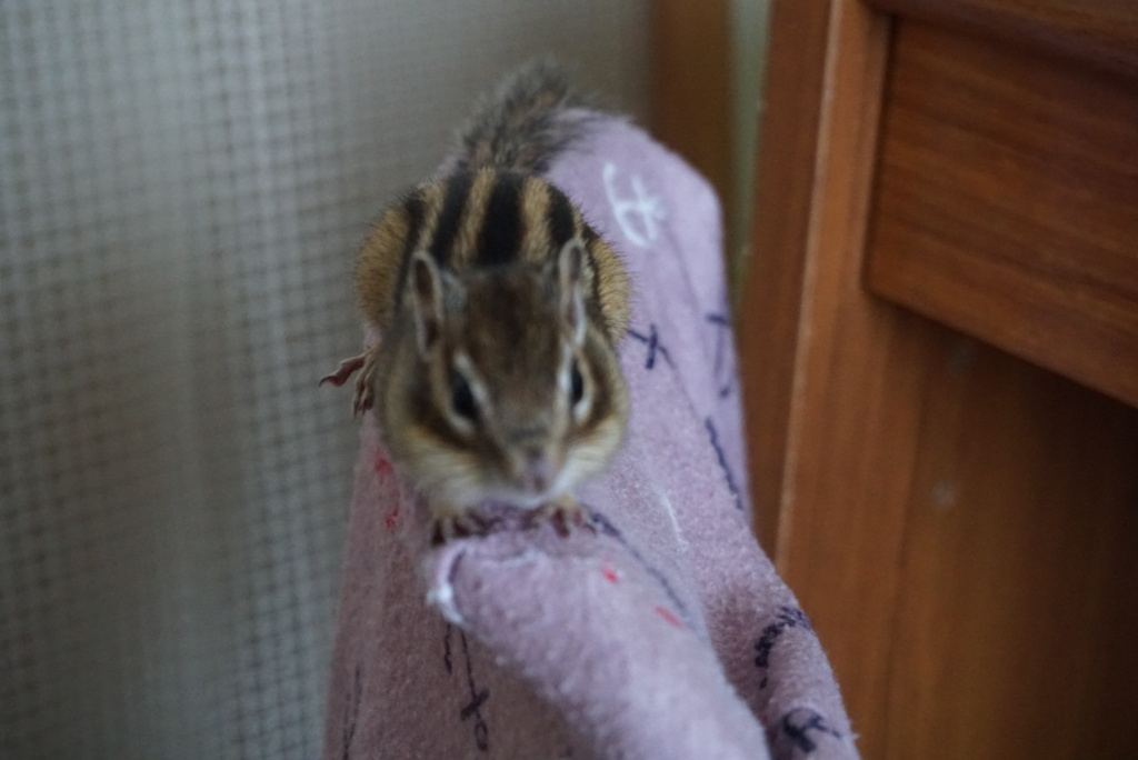 DSC06555_1