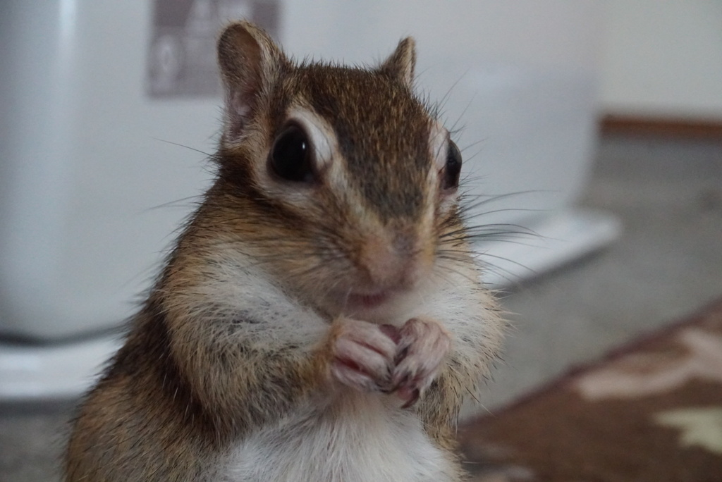シマリス