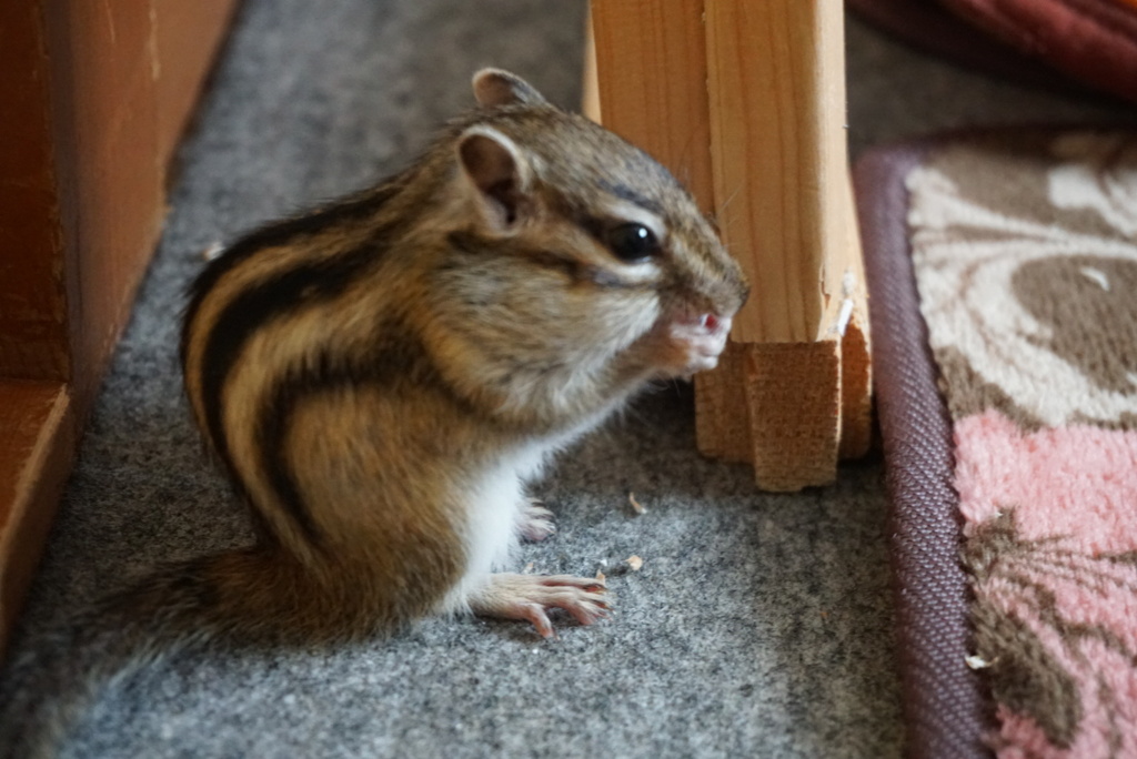 DSC05385_2