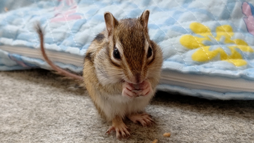 DSC_2010