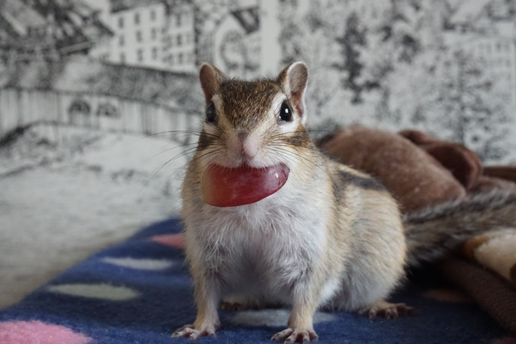 咥えててます。