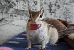 咥えててます。