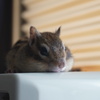 DSC03188