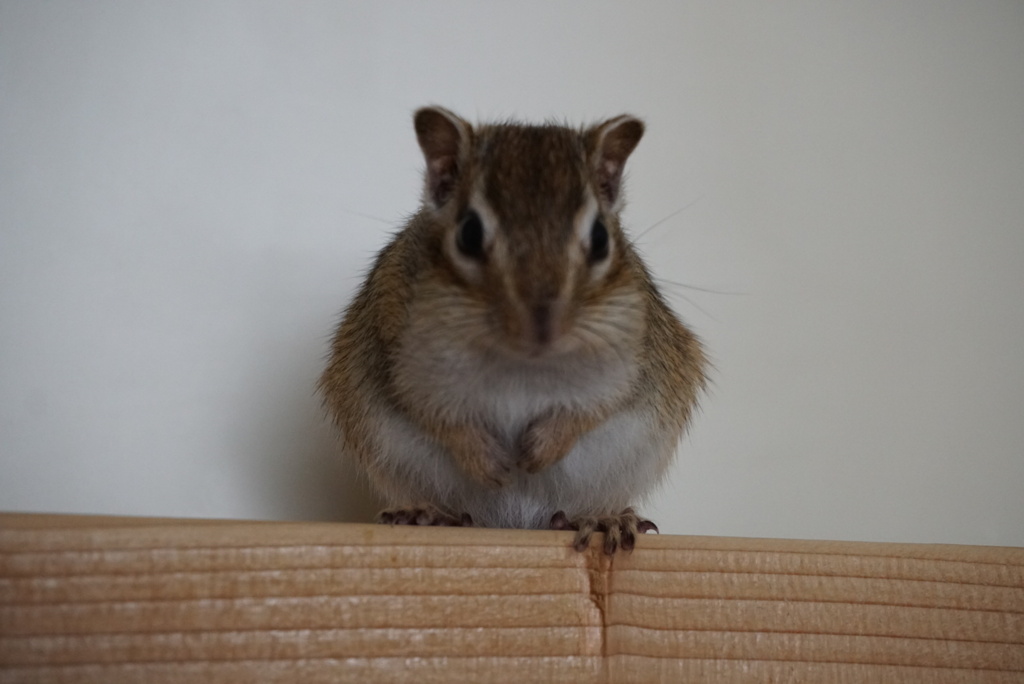 DSC01740
