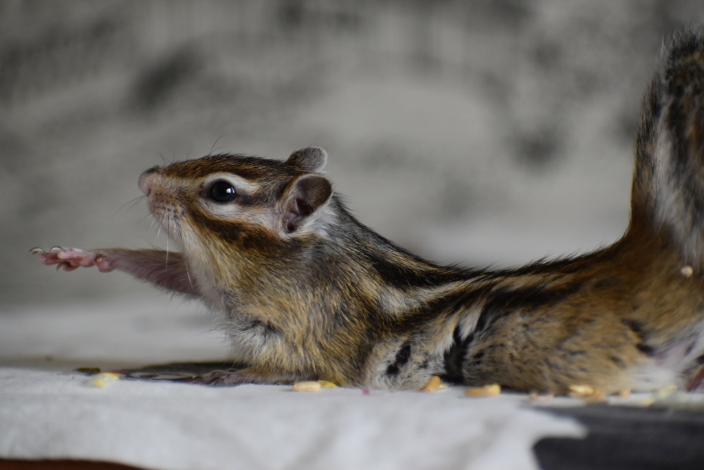 伸び伸びしてます。