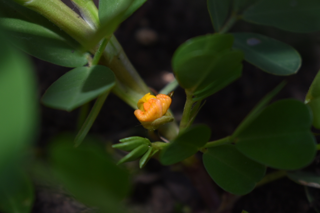 開花後の落花生
