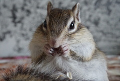 シマリス