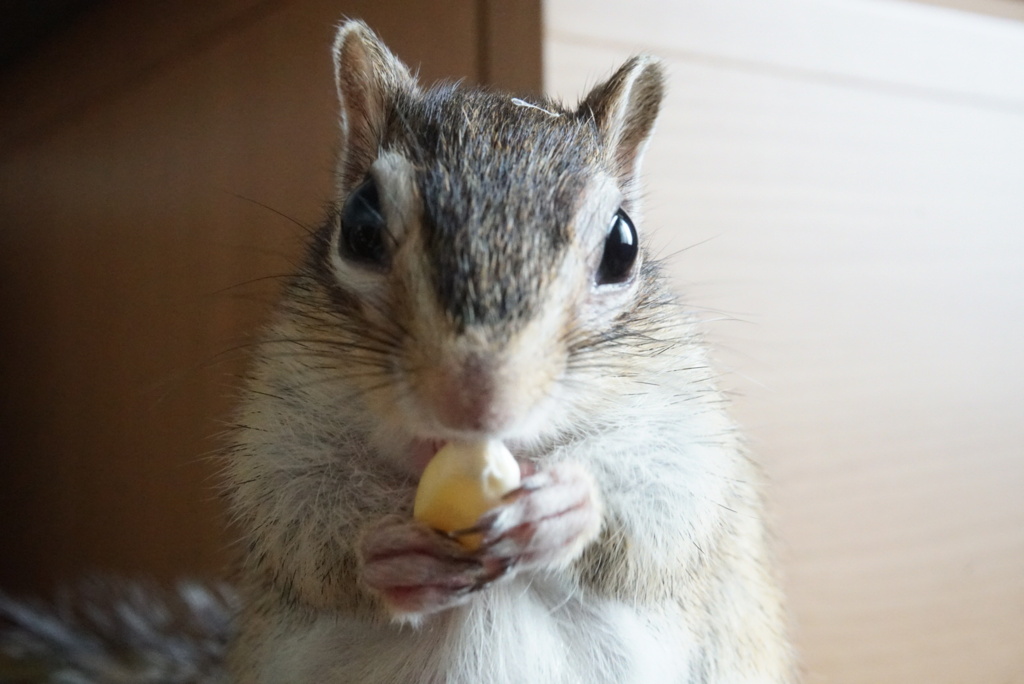 シマリス