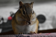 DSC_1906